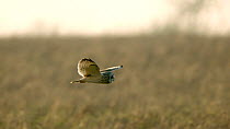 Slow motion shot of Short-eared owl (Asio flameus) flying over grassland, before hearing prey, turning and dropping into the grass, Gloucestershire, UK, March.