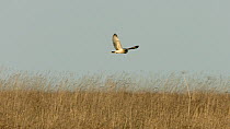 Slow motion shot of Short-eared owl (Asio flameus) flying over grassland searching for prey, before it dives into the grass and then flies away, Gloucestershire, UK, March.