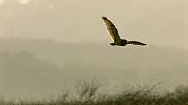 Short-eared owl (Asio flameus) in rough grassland takes off, Gloucestershire, UK, January.