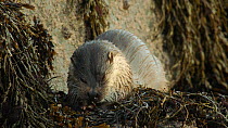 Close up shot of Female European otter (Lutra lutra) eating fish surrounded by seaweed, Shetland, UK, December.