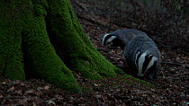 Two European badgers (Meles meles) foraging near the base of a moss covered tree, Gloucestershire, UK, July.