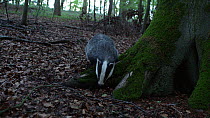 Two European badgers (Meles meles) foraging at the base of a tree, Gloucestershire, UK, July.