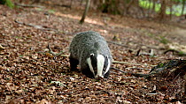 Tracking shot of European badger (Meles meles) foraging in woodland, Gloucestershire, UK, August.