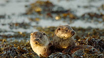 Female European otter (Lutra lutra) with two cubs drying on beach, Shetland, UK, December.