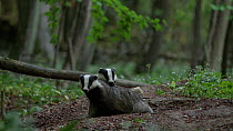 European badgers (Meles meles) grooming by entrance to sett, Gloucestershire, UK, May.