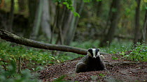 European badgers (Meles meles) grooming by entrance to sett, Gloucestershire, UK, May.