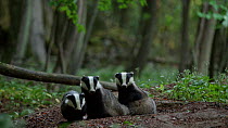 Four European badgers (Meles meles) grooming by entrance to sett, Gloucestershire, UK, May.