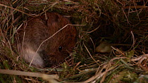 Field vole (Microtus agrestis) cleaning itself in nest before leaving, Gloucestershire, UK, April.