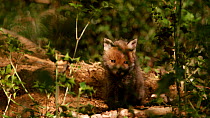 Red fox (Vulpes vulpes) cub sitting near entrance to the den, looking around, Gloucestershire, UK, April.