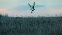 Barn owl (Tyto alba) hovering over grassland, hunting, before flying away, Gloucestershire, UK, December.