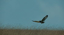 Slow motion shot of Short-eared owl (Asio flameus) hovering over grassland before diving and flying away after its unsuccessful hunting attempt, Gloucestershire, UK, March.