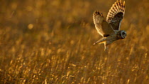 Slow motion shot of Short-eared owl (Asio flameus) taking off from the ground and flying out of frame, Gloucestershire, UK, March.