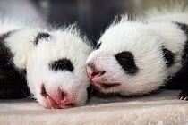 Giant panda (Ailuropoda melanoleuca) female cubs aged 1 month in incubator, Beauval ZooPark, France 9 September 2021.