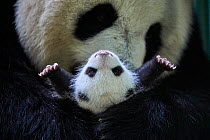 Giant panda (Ailuropoda melanoleuca) female, Huan Huan, holding cub aged one month, Beauval ZooPark, France. 9 September 2021.