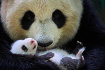Giant panda (Ailuropoda melanoleuca) female, Huan Huan, holding cub aged one month, Beauval ZooPark, France. 9 September 2021.