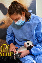 French keeper (Cassandra Milliet) cleaning Giant panda (Ailuropoda melanoleuca) cub aged one month, Beauval ZooPark, France. 10 September 2021.