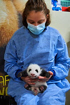 French keeper (Cassandra Milliet) with Giant panda (Ailuropoda melanoleuca) cub, aged one month, Beauval ZooPark, France. 10 September 2021.