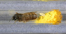 Female Red mason bee (Osmia bicornis) stocking her nest in a glass tube with nectar and pollen before laying an egg, followed by her sealing the cell with mud, Surrey, UK, April.