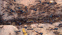 Driver ant (Dorylus species) workers and soldiers crossing a brick pavement, Surrey, UK, March.
