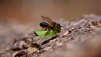 Female Leaf-cutting bee (Megachile species) arriving at her nest carrying a section of maple leaf, Surrey, UK, March.