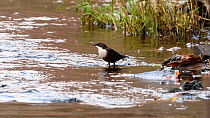 White-throated dipper (Cinclus cinclus) feeding in shallow waters of the River Mersey before flying away, Greater Manchester, UK.