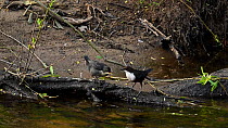 White-throated dipper (Cinclus cinclus) returning to newly-fledged chick to feed it before flying away, River Mersey, Greater Manchester, UK.