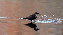 White-throated dipper (Cinclus cinclus) singing on old tyre, River Mersey, Greater Manchester, UK.