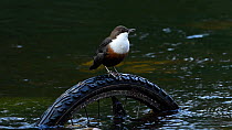 White-throated dipper (Cinclus cinclus) singing on old bicycle wheel, River Mersey, Greater Manchester, UK.