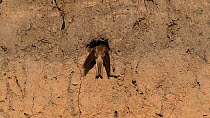 Sand martin (Riparia riparia) returning to nest in bank of River Tame then excavating earth from inside, Greater Manchester, UK.