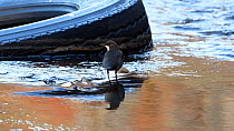 White-throated dipper (Cinclus cinclus) dunking head in water to feed by old tyre, River Mersey, Greater Manchester, UK.