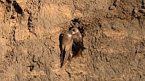 Sand martins (Riparia riparia) fighting over new nests in bank of River Tame, Greater Manchester, UK.