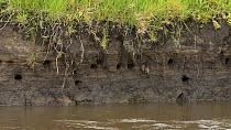 Sand martins (Riparia riparia) flying into colony nests flooded by rising River Tame, Greater Manchester, UK.