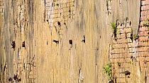 Sand martins (Riparia riparia) flying to and from their nests in old drainage pipes along River Mersey retaining walls. Greater Manchester, UK.
