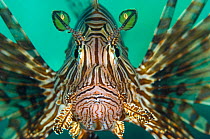 Close up of a Lionfish (Pterois volitans) during a hunt, Salawati Island, Raja Ampat, Indonesia. Ceram Sea.