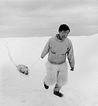 Kigutikaq Duneq dragging a small Ringed seal (Pusa hispida) he has killed from the floe edge. Thule, Northwest Greenland. 1971