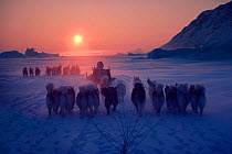 Inuit hunters travelling by dog sleds at sunset during a long polar bear hunt, Cape York. Northwest Greenland.