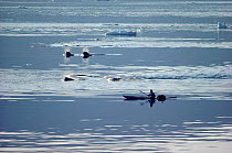 Itukusuk, an Inuit hunter, pursuing a pod of Narwhals (Monodon monoceros) in his kayak in Inglefield Bay. Northwest Greenland. (1985)
