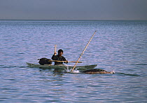 Isaq Qujaukitsoq, an Inuit hunter, harpooning a Narwhal (Monodon monoceros) from his kayak in Inglefield Fjord. Northwest Greenland. 1985
