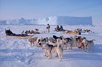 A group of Inuit hunters and their husky dogs resting during a sled journey, Northwest Greenland.