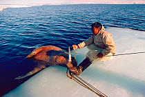 Kale Hendriksen, an Inuit hunter, preparing to winch a dead Walrus (Odobenus rosmarus) he killed up onto an ice floe, Siorapaluk, Northwest Greenland. 1989