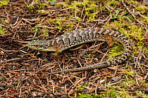 Southern alligator lizard (Gerrhonotus multicarinatus) sitting on moss and fallen pine needles, San Jose, California, USA.