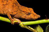Nose-horned chameleon (Calumma nasutum) on thorny plant stem, Ranomafana, Madagascar.