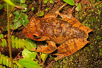 Bright-eyed frog (Boophis madagascariensis) on wet forest floor, Ranomafana National Park, Madagascar,
