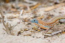 Peters&#39; plated lizard (Tracheloptychus petersi) on sandy ground, Ifaty, Madagascar.