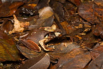 Moser&#39;s madagascar frog (Gephyromantis moseri) camouflaged amongst dried leaves on forest floor, Anjozorobe, Madagascar