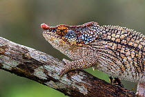 Short-horned / Elephant-eared chameleon (Calumma brevicornis), male, on tree branch, Anjozorobe, Madagascar