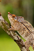 Short-horned / Elephant-eared chameleon (Calumma brevicornis), male, on tree branch, Anjozorobe, Madagascar