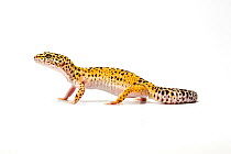 Leopard gecko (Eublepharis macularius) on white background, Central Asia