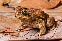 Marine toad / Cane toad (Rhinella marina) sitting on dried leaves.