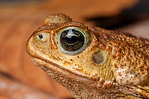 Marine toad / Cane toad (Rhinella marina) close up of head.